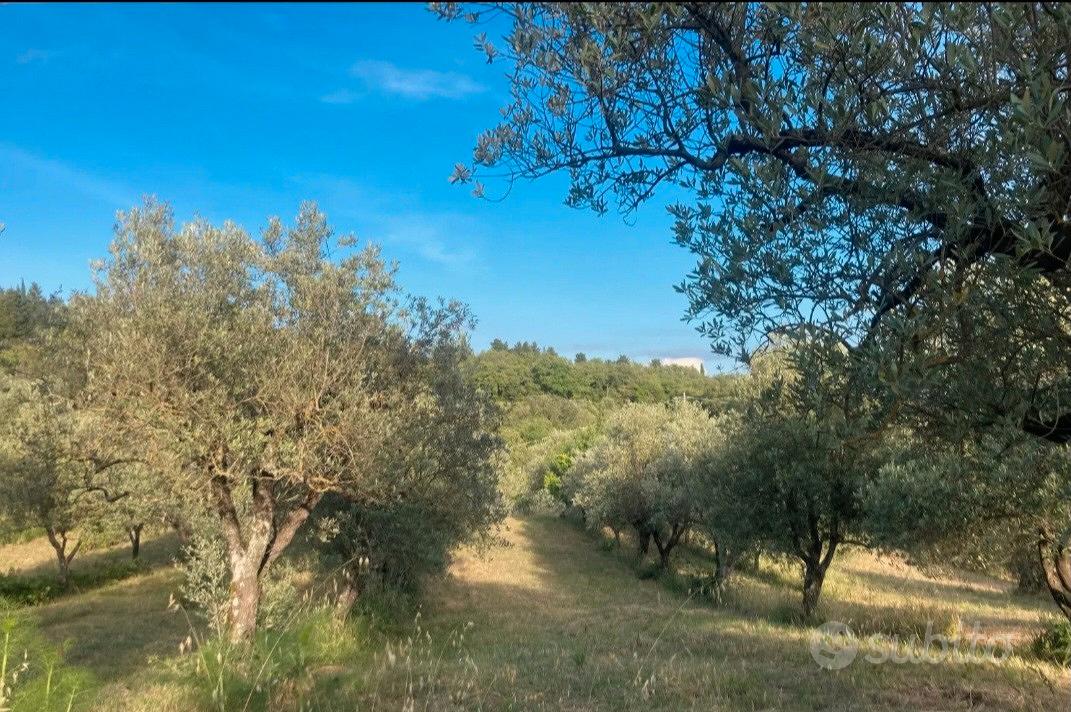 TERRENO AGRICOLO OLIVETA SANTA BRIGIDA - Altro