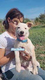 Cuccioli coccoloni