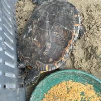 Tartaruga d'acqua grande