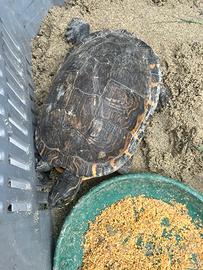 Tartaruga d'acqua grande