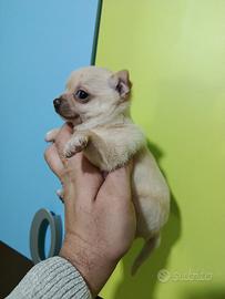 Cuccioli di chihuahua mini