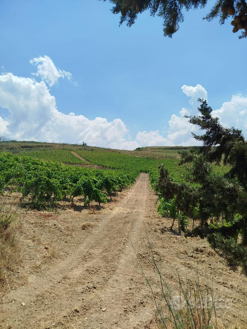 Terreno agricolo comune Poggioreale TP - Altro