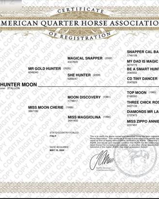 Quarter Horse