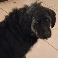 Cane femmina di 9 anni