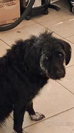 Cane femmina di 9 anni