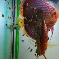 Coppia discus stendcker
