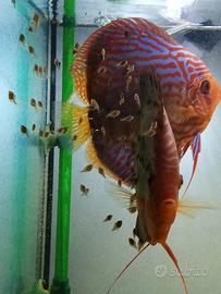 Coppia discus stendcker