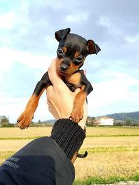 Cuccioli Pinscher nano