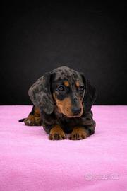 Cucciola di bassotto arlecchino