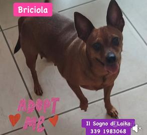 briciola taglia piccola