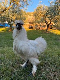 Gallo Moroseta