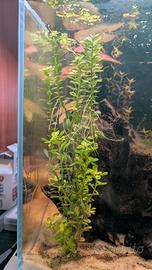 Rotala indica
