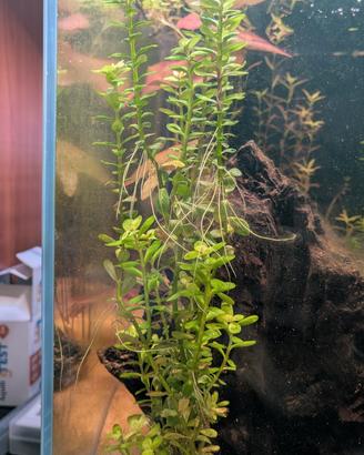 Rotala indica