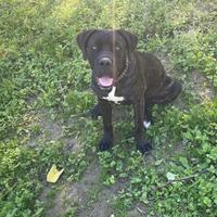 Cucciola cane corso di 7 mesi