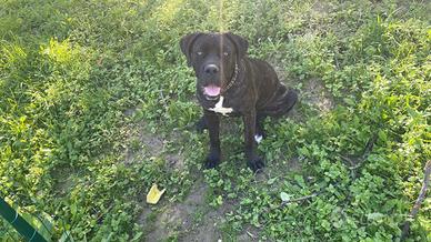 Cucciola cane corso di 7 mesi