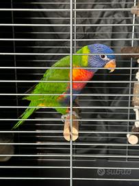 Pappagallo Lori Arcobaleno