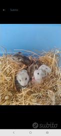 cuccioli di criceto russo 