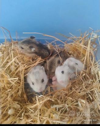 cuccioli di criceto russo 