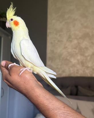 Calopsita Lutino giallo maschio allevato mano