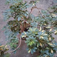 piante scheflera varie dimensioni