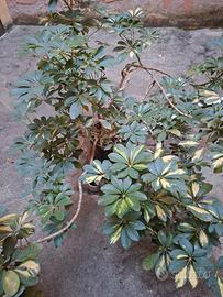 piante scheflera varie dimensioni