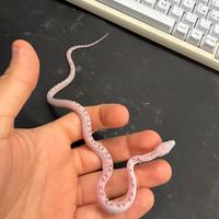 Serpente del grano baby