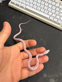 Serpente del grano baby