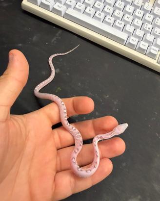 Serpente del grano baby