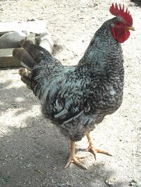 Galli