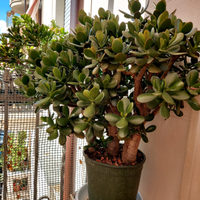 Crassula Ovata Albero di Giada
