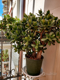 Crassula Ovata Albero di Giada