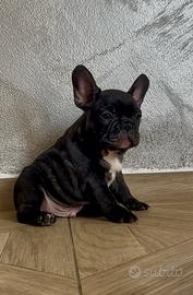 Cucciolo Bulldog Francese