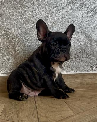 Cucciolo Bulldog Francese