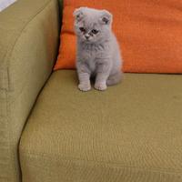 Cuccioli di gattini scottish straight e fold