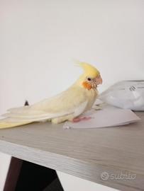 Calopsite allevata a mano