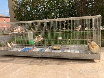 Diamanti Mandarini Bengalini