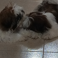 Vendita cuccioli shih-tzu