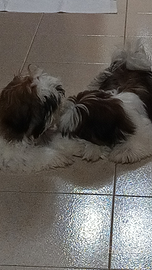 Vendita cuccioli shih-tzu