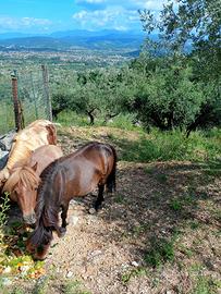 Poni femmina