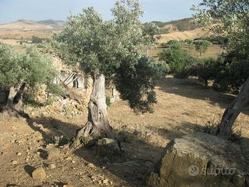 RGE 6/2015 Trib ENNA - LOTTO 2