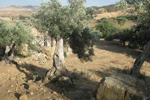 RGE 6/2015 Trib ENNA - LOTTO 2