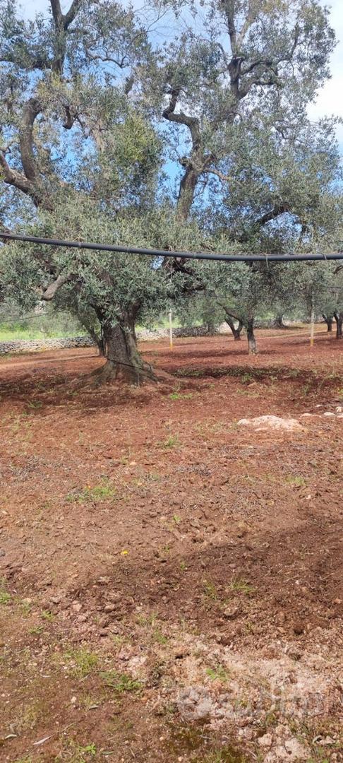 Trullo con terreno e ulivi - Vista 5