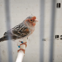 Canarina agata rosso mosaico
