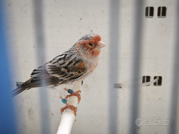 Canarina agata rosso mosaico