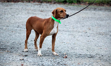 Segugio Maremmano femmina pronta caccia