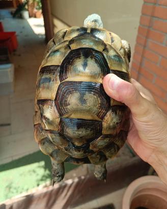 Testudo graeca Ibera - femmina adulta riproduttiva