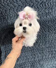 Femmina maltese coreano