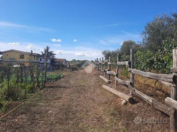 TER. AGRICOLO A ALBANO LAZIALE