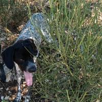 Incrocio Bracco pointer kurzar