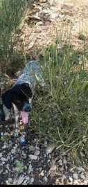 Incrocio Bracco pointer kurzar